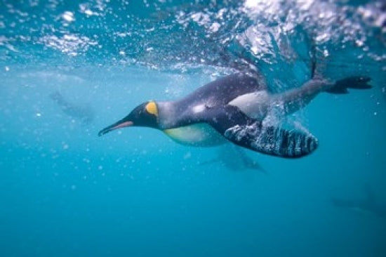 King Penguin Underwater Poster Print by Paul Souders, showcasing a penguin swimming in vibrant underwater colors.