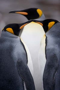 South Georgia Island King Penguins Poster Print by Paul Souders