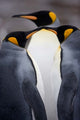 South Georgia Island King Penguins Poster Print by Paul Souders