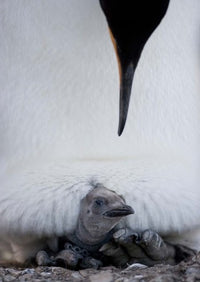 King Penguin Chick Resting in Mother's Brood Pouch Poster Print by Paul Souders.