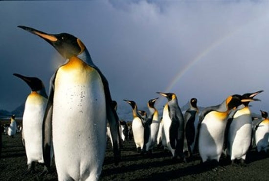 Rainbow Above Colony of King Penguins Poster Print by Paul Souders