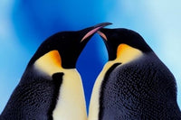 Emperor Penguin Pair Poster Print by Art Wolfe showcasing stunning Antarctic wildlife.