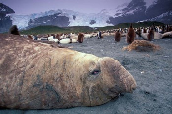 Elephant Seal and King Penguins Art Print - South Georgia Island by Art Wolfe