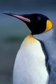King Penguin Poster Print from South Georgia Island, Antarctica by Art Wolfe.