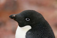 Antarctica Brown Bluff Adelie Penguin Poster Print by Jaynes Gallery