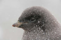 Antarctica Brown Bluff Adelie Penguin Chick Poster Print