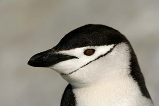 Chinstrap penguin poster print from Antarctica's Half Moon Island