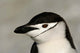 Chinstrap Penguin at Half Moon Island Poster Print