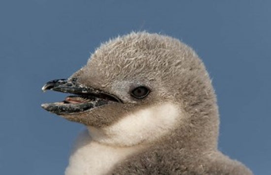 Chinstrap Penguin Chick Poster Print featuring wildlife on Half Moon Island, Antarctica.