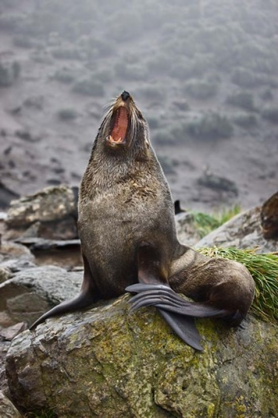 Fur seal poster print from Antarctica's Elsehul Bay by Jaynes Gallery