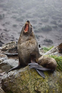 Fur seal poster print from Antarctica's Elsehul Bay by Jaynes Gallery