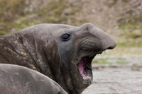 Southern Elephant Seal Poster Print showcasing Antarctica's St. Andrews Bay.