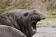 Southern Elephant Seal Poster Print showcasing Antarctica's St. Andrews Bay.