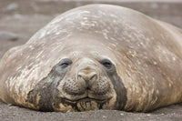 South Shetland Islands Southern Elephant Seal Poster Print