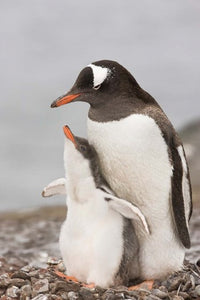 Gentoo penguin chick on Aitcho Island poster print.