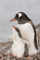 Gentoo penguin chick on Aitcho Island poster print.