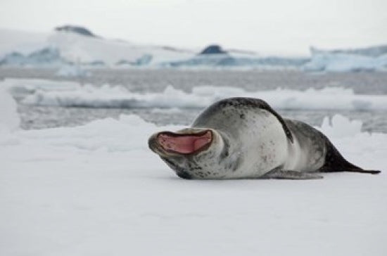 Antarctica Leopard Seal Poster Print by Cindy Miller Hopkins, showcasing wildlife in Antarctic Sound.