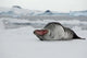 Antarctica Leopard Seal Poster Print by Cindy Miller Hopkins, showcasing wildlife in Antarctic Sound.