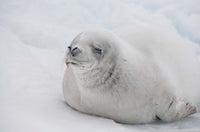 White Crabeater seal on iceberg poster print by Cindy Miller Hopkins.