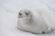 White Crabeater seal on iceberg poster print by Cindy Miller Hopkins.