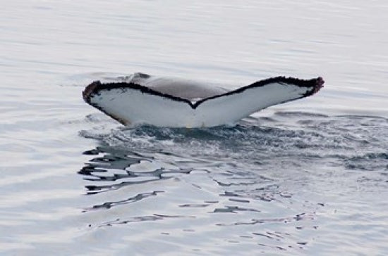 Antarctica Humpback Whales Poster Print by Cindy Miller Hopkins