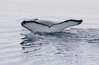 Antarctica Humpback Whales Poster Print by Cindy Miller Hopkins