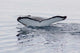 Antarctica Humpback Whales Poster Print by Cindy Miller Hopkins
