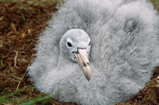 South Georgia Island Southern Giant Petrel bird poster print