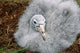 South Georgia Island Southern Giant Petrel bird poster print