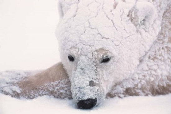 Polar Bear on Hudson Bay fine art print by Dee Ann Pederson.