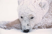 Polar Bear on Hudson Bay fine art print by Dee Ann Pederson.