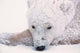 Polar Bear on Hudson Bay art print by Dee Ann Pederson, showcasing wildlife in its natural habitat.