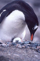 Gentoo Penguin on Nest poster print by Joe Restuccia III showcasing wildlife in Antarctica.
