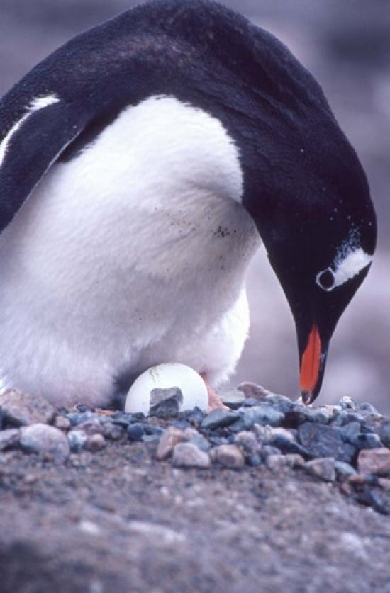 Gentoo Penguin on Nest art print by Joe Restuccia III, showcasing wildlife in Antarctica.