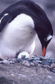 Gentoo Penguin on Nest art print by Joe Restuccia III, showcasing wildlife in Antarctica.