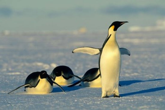 Emperor Penguins at Atka Bay, Antarctica Poster Print by Kevin Schafer