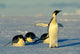 Emperor Penguins at Atka Bay, Antarctica Poster Print by Kevin Schafer