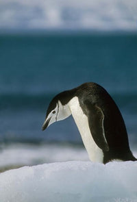 Chinstrap Penguin poster print by Kevin Schafer, showcasing wildlife in Antarctica.