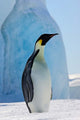 Emperor Penguin on ice in Antarctica poster print by Keren Su.