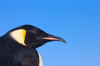 Head of Emperor Penguin art print by Keren Su showcasing detailed features.