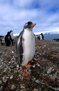 http://c328301.r1.cf1.rackcdn.com/PDDAN02MDE0014B.jpg