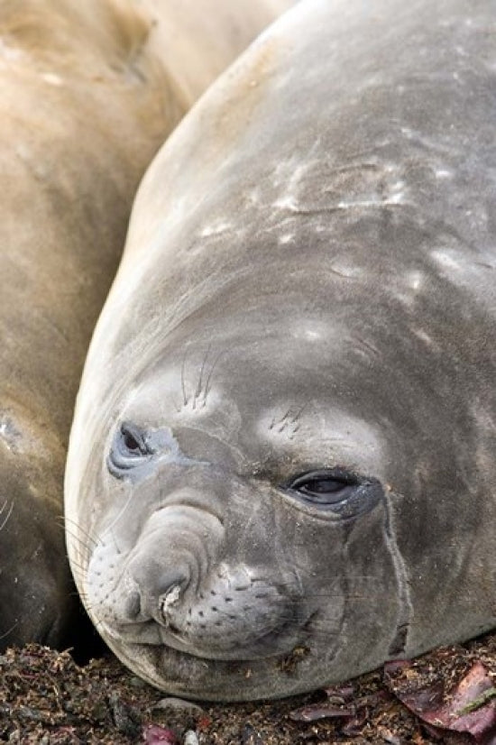 Southern Elephant Seals poster print by Michael DeFreitas showcasing marine life in Antarctica