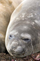 Southern Elephant Seals poster print by Michael DeFreitas showcasing marine life in Antarctica