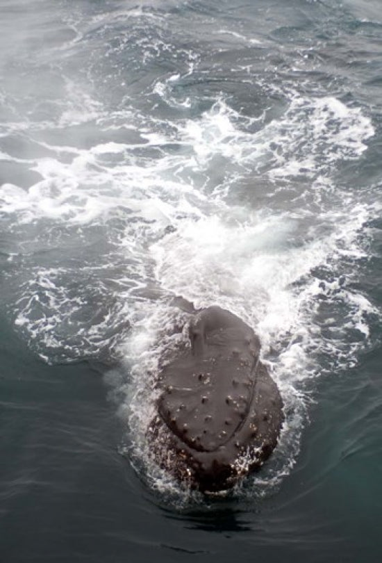 Humpback Whales in Antarctica Poster Print by Michael DeFreitas, showcasing majestic marine life.
