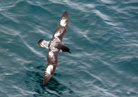 Sea Bird of Cape Petrel Poster Print by Michael DeFreitas