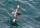 Sea Bird of Cape Petrel Poster Print by Michael DeFreitas