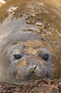 Southern elephant seals on Aitcho Island, Antarctica poster print by Michael DeFreitas.
