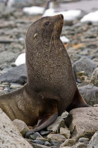 Antarctica Cuverville Island Antarctic fur seal poster print
