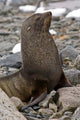 Antarctica Cuverville Island Antarctic fur seal poster print by Michael DeFreitas
