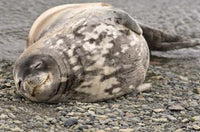 Weddell Seal poster print from King George Island by Michael DeFreitas